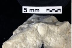 Foto (Detailansicht) von Pithonoton marginatum (von Meyer, 1842) (NHMW-GEO-1990-0041-0120)